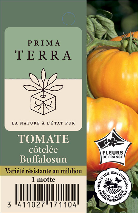 Tomate côtelée Buffalosun