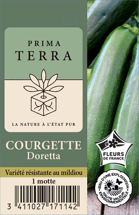 Courgette Doretta