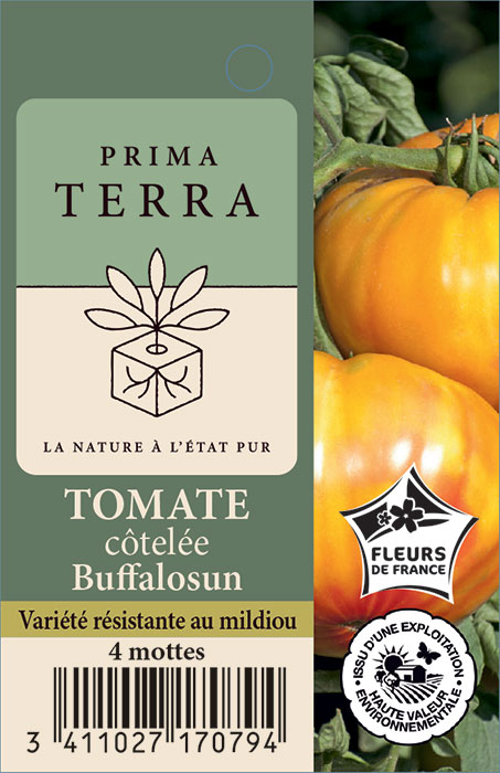 Tomate côtelée Buffalosun