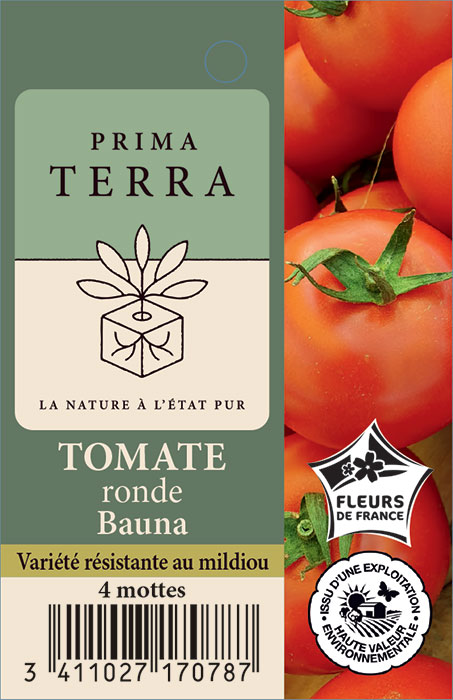 Tomate ronde Bauna