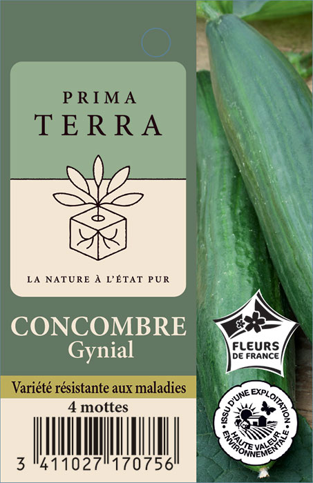 Concombre Gynial