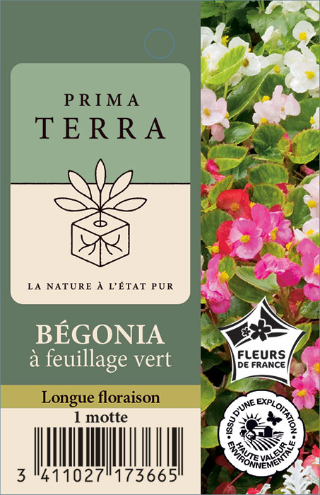 Bégonia à feuillage vert