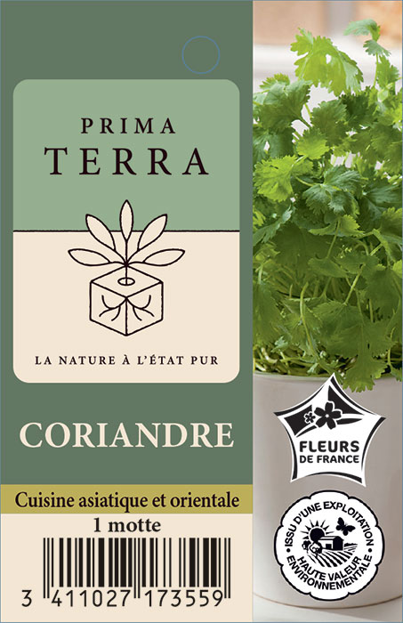 Coriandre