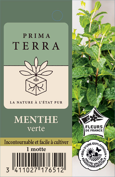 Menthe verte