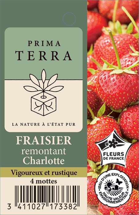 Fraisier remontant Charlotte