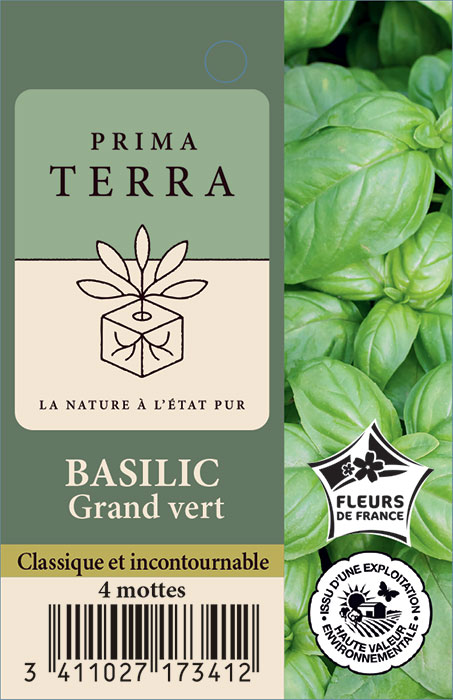 Basilic Grand vert
