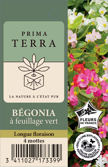 Bégonia à feuillage vert