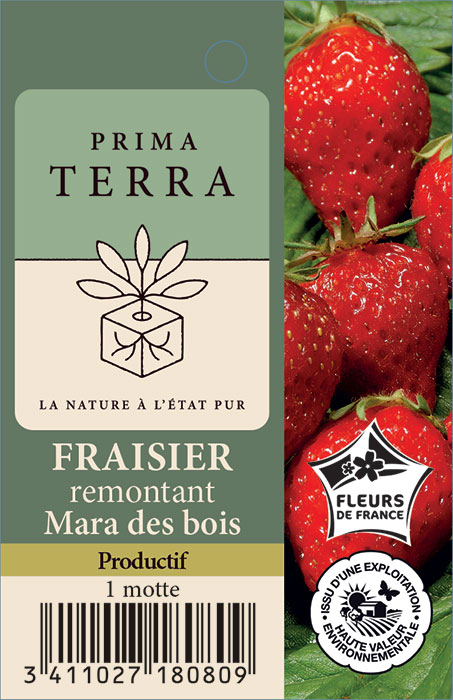 FRAISIER RUBIS DES JARDINS non remontant