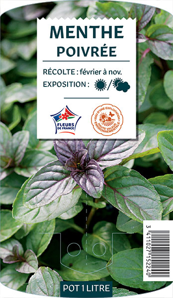 Menthe Poivrée - NO NAME