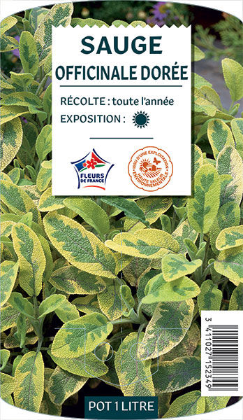 Sauge Officinale Dorée - NO NAME