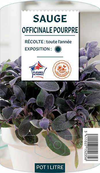 Sauge Officinale Pourpre - NO NAME