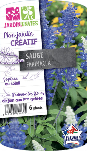 Sauge Farinacea