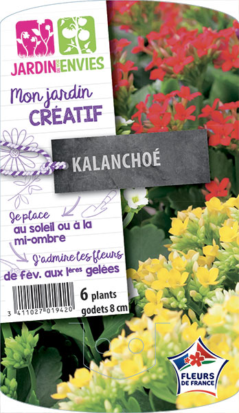 Kalanchoé