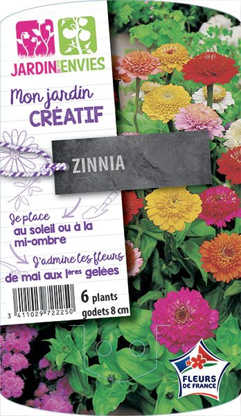 Zinnia