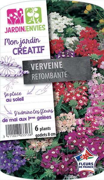 Verveine retombante