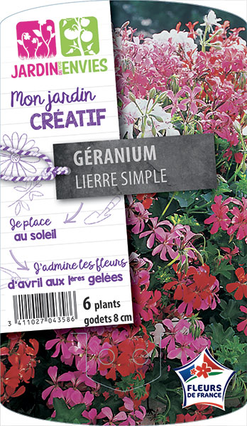 GERANIUM Lierre Simple