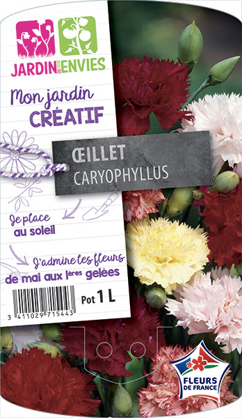 Œillet caryophyllus