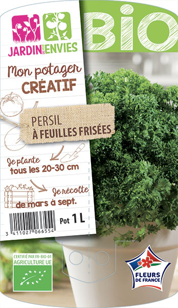 Persil à feuilles frisées