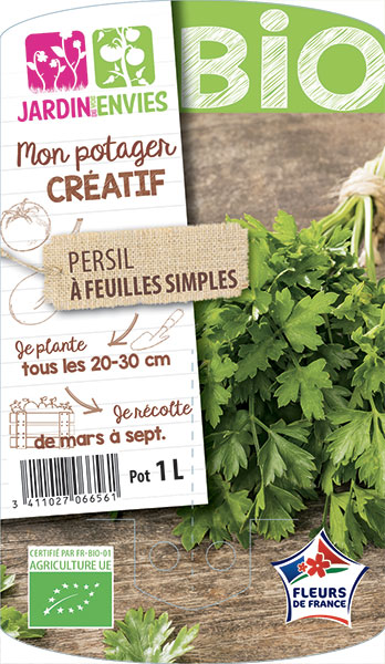 Persil à feuilles simples