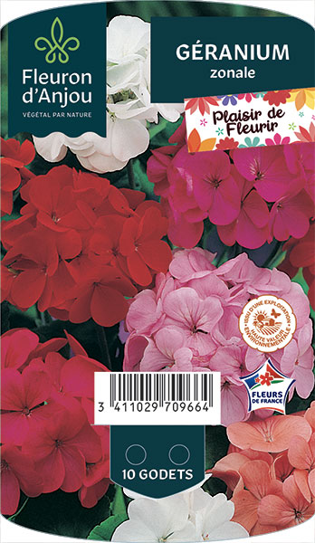 GÉRANIUM zonale FLA