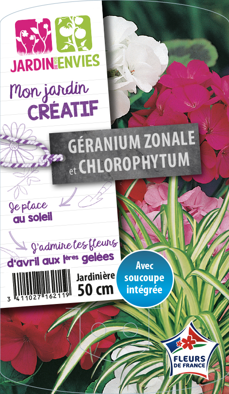 Géranium zonale et Chlorophytum
