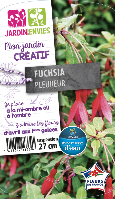 Fuchsia Pleureur