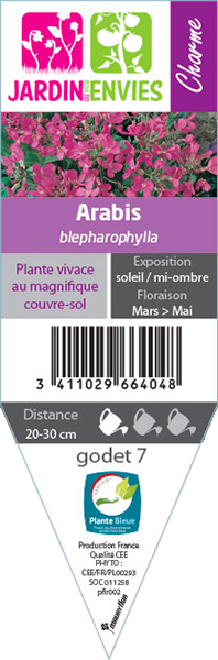 ARABIS BLEPHAROPHYLLA