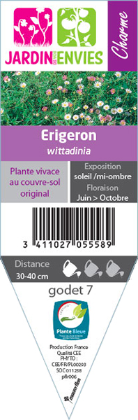 ERIGERON