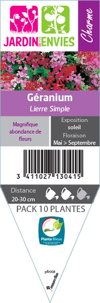 GERANIUM LIERRE SIMPLE